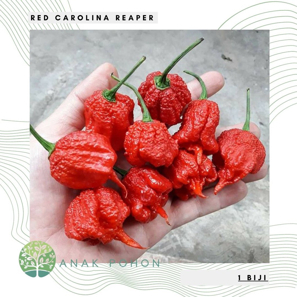 Benih Bibit Biji - Cabai Red Carolina Reaper Merah Pepper Seeds - Rekor Cabai Terpedas di Dunia