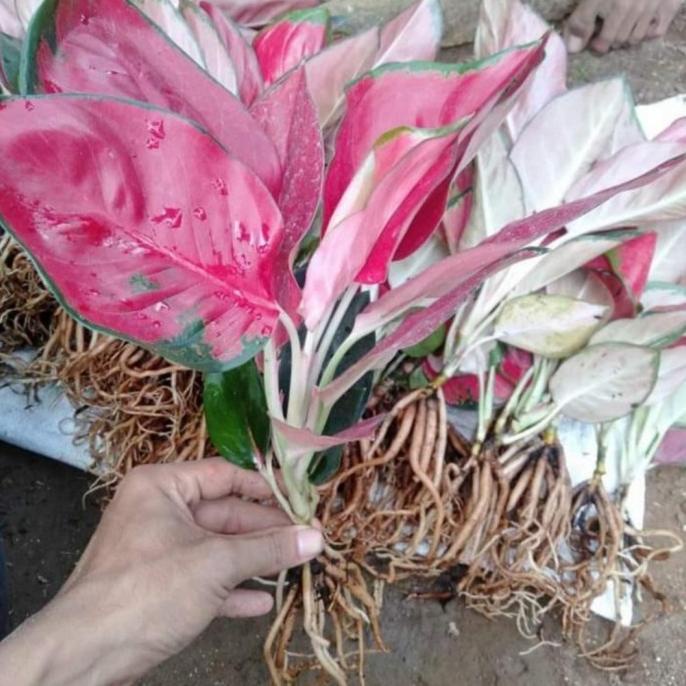 +++++] Tanaman Hias Aglonema suksom Red|(BONGGOL Aglonema Super White)