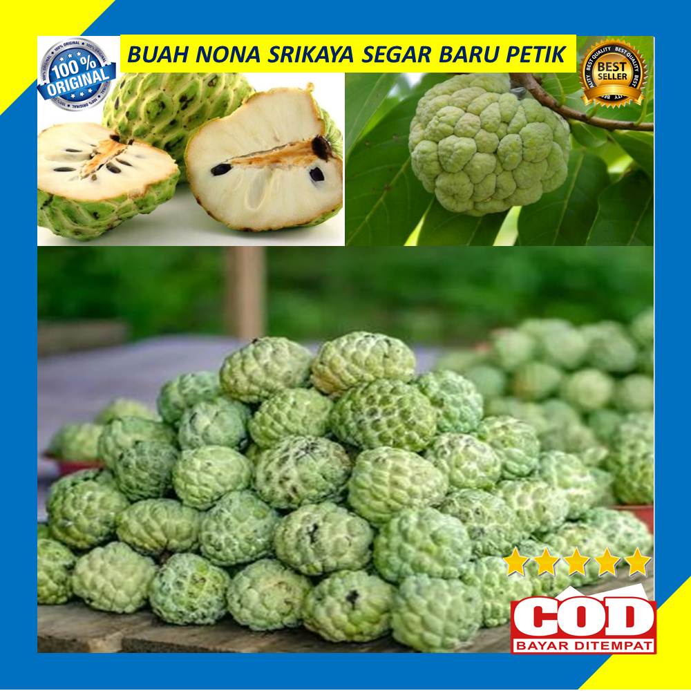 

Buah Srikaya 500 Gram Segar Baru Petik Nona Srikaya