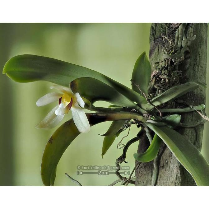 Anggrek Pteroceras pallidum Bunga Wangi