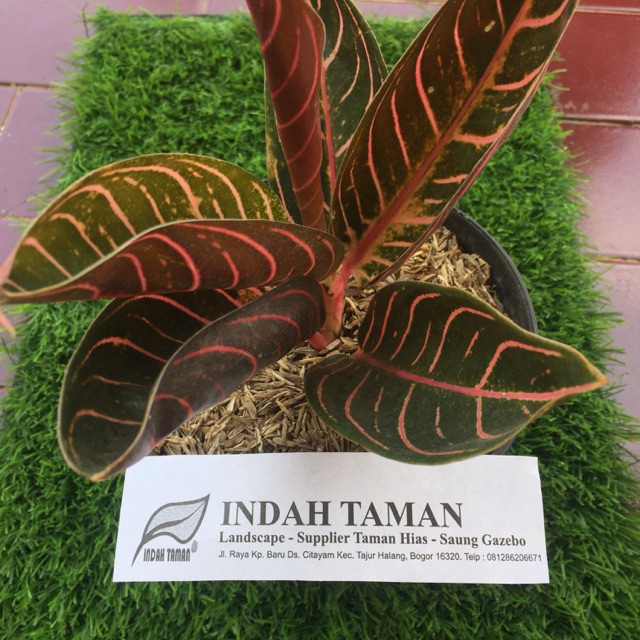 PRIDE OF SUMATRA - Tanaman Hias Aglonema / aglonema Pride Of Sumatra POS