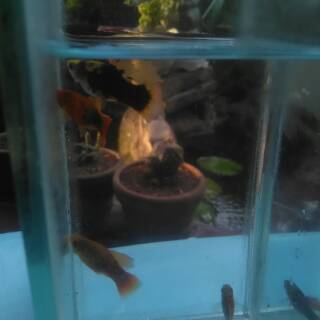 ikan hias platy highfin all jenis mix cocok untuk aquarium