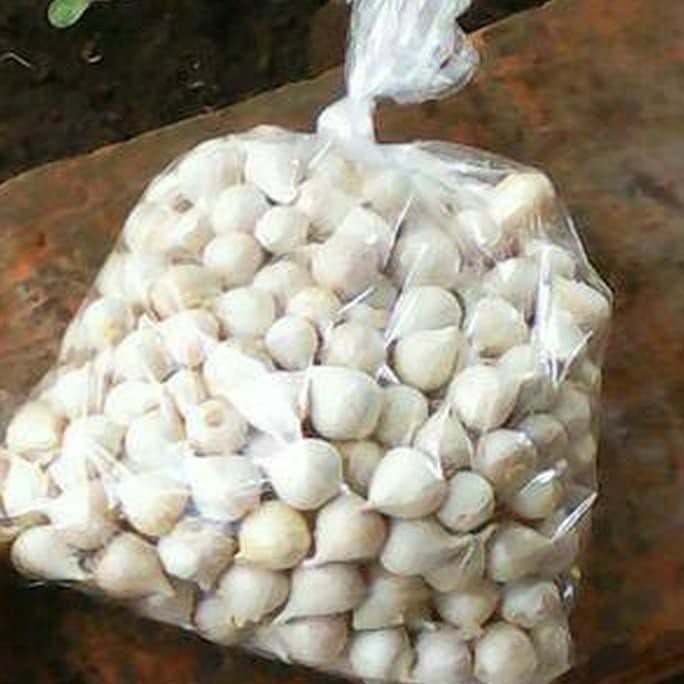 

Neww Bawang Putih Tunggal/Bawang Lanang 100Gr Herbal Alami Hott