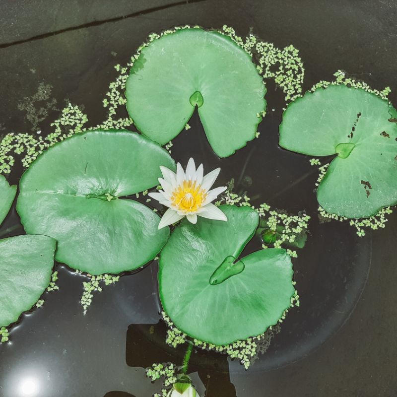 tanaman air teratai bunga putih