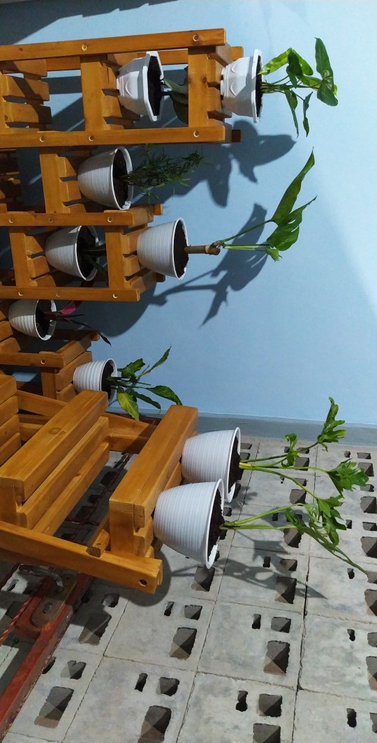 Tanaman Hias Lavender