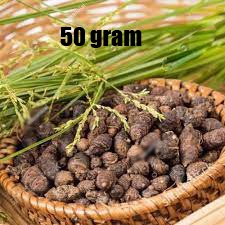 

Umbi Suket Teki Segar 50 Gram / Cyperus Rotundus / Rimpang Rumput Teki Fresh