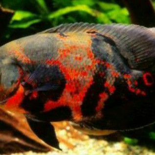 Oskar / ikan hias / aquasqape