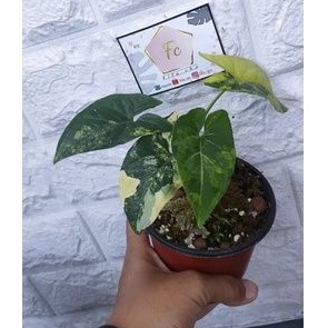 Syngonium Aurea / Syngonium yellow var