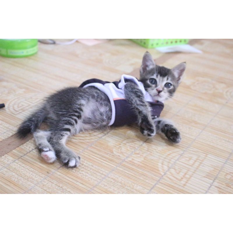 Kaos Jersey bola Juventus black white untuk kucing dan anjing / baju bola anjing kucing size S-XL