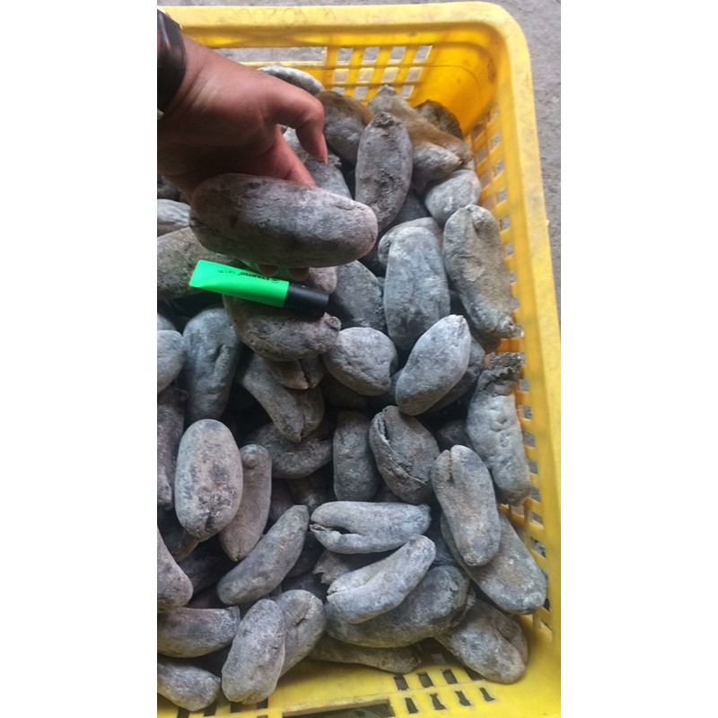 

Teripang/Haisom kapuk kering/Stone fish