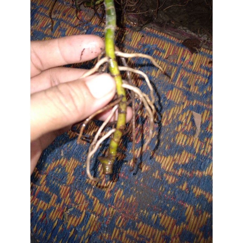 bonggol/akar aglonema rotundum aceh bisa cod (bayar di tempat)-aglaonema-bunga hidup murah