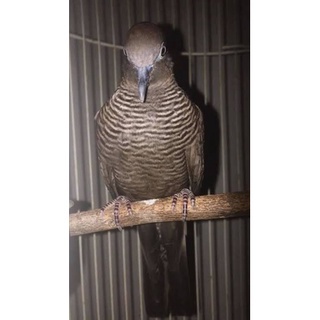 Burung Perkutut Cemani