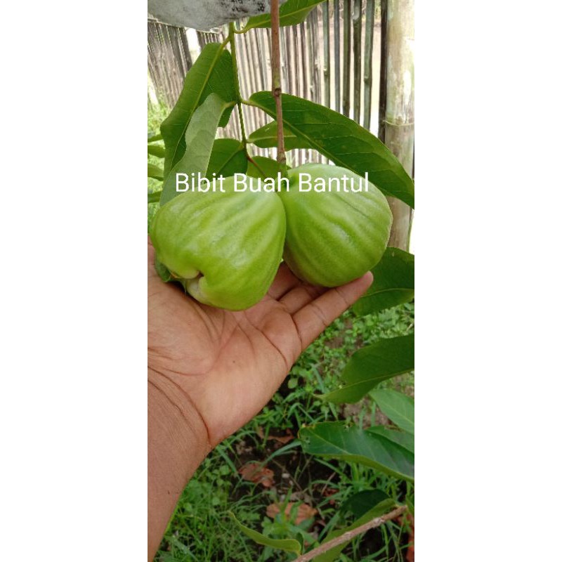 bibit jambu air cincalo tebu