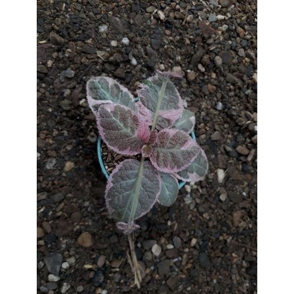 EPISCIA PINK SMOKE jaminan BAWA ANAK (klik juga karantina tanaman)
