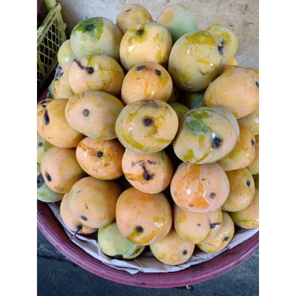 

mangga gedong manes kak seger lagi