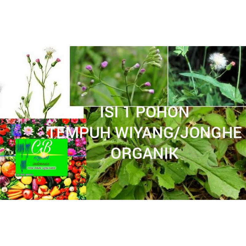tempuh wiyang/jonghe organik/1 pohon jonghe/tempuh wiyang