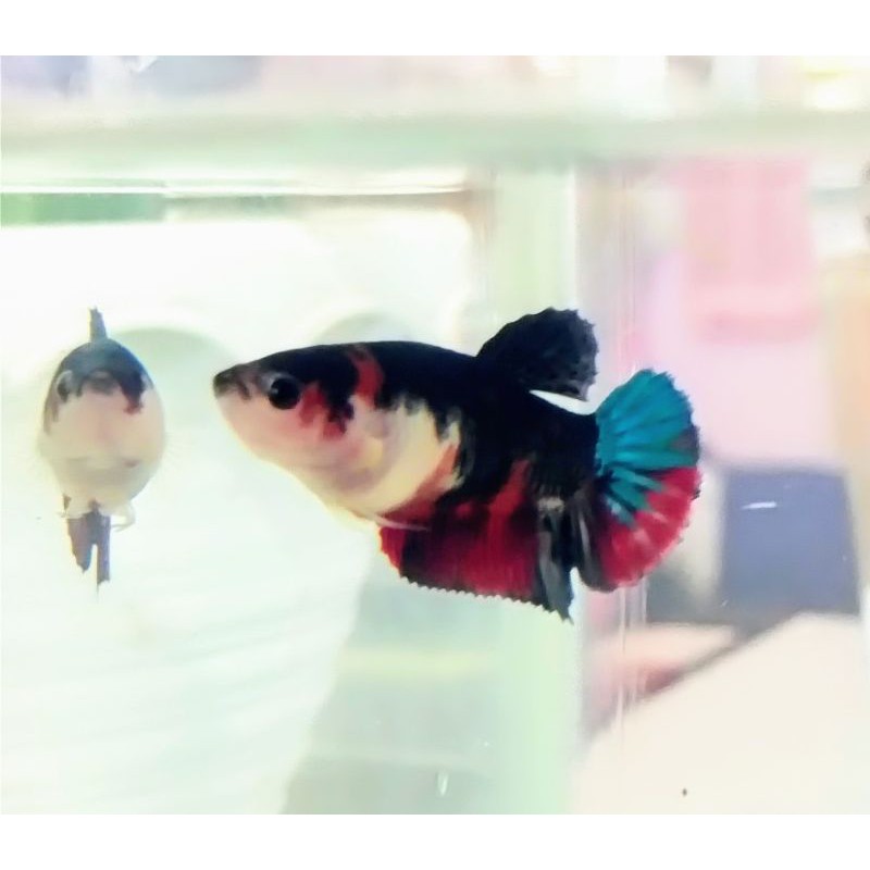 Cupang plakat black koi/multicolor female/betina