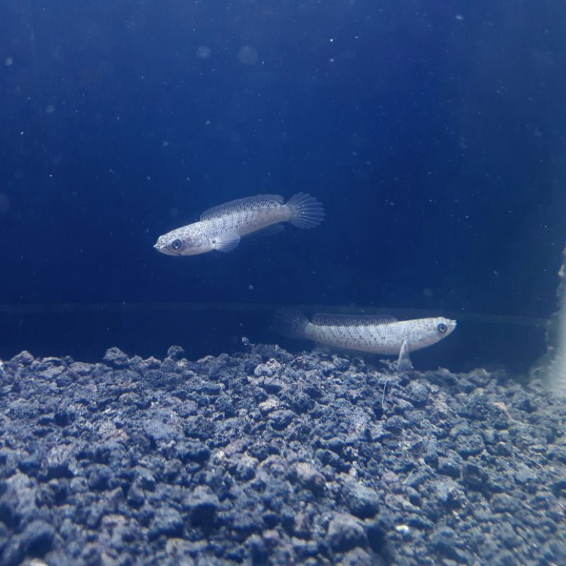 ikan channa stewarti