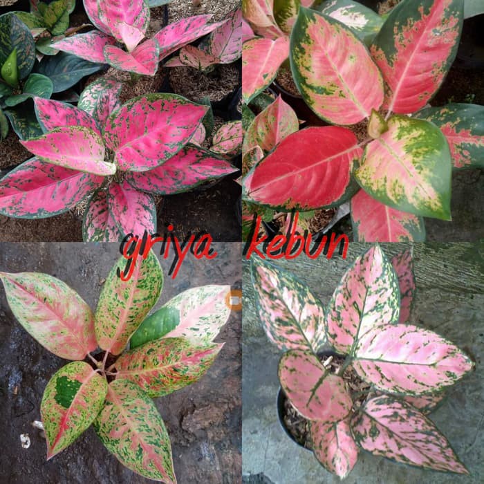 PROMO 4 PAKET BUNGA AGLONEMA BONUS 1 BATANG