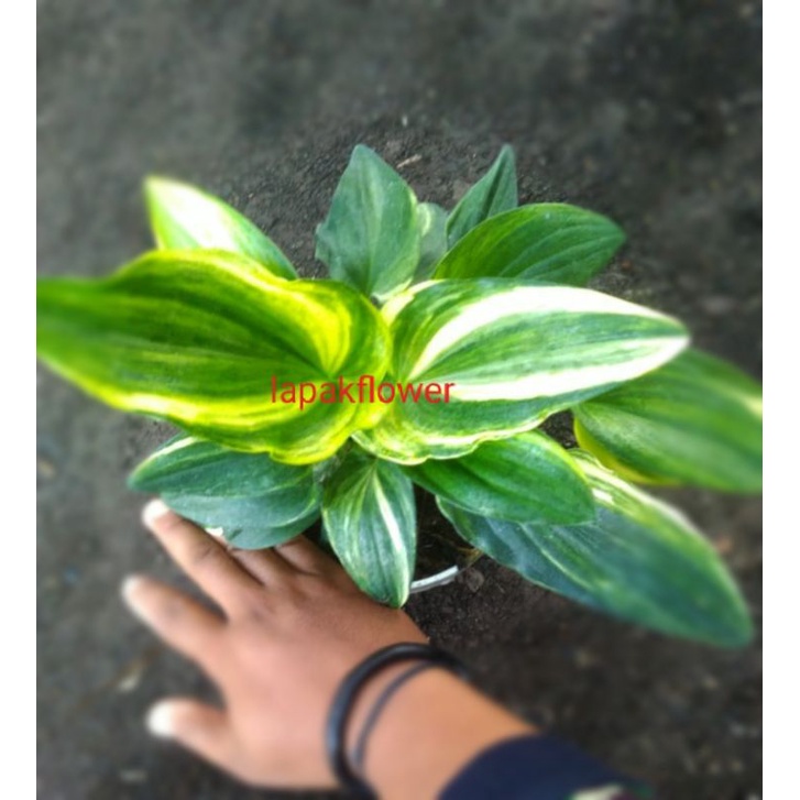 LIDAH KATAK VARIGATA