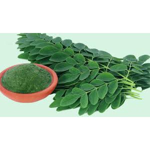 

DAUN KELOR SEGAR 100 gram