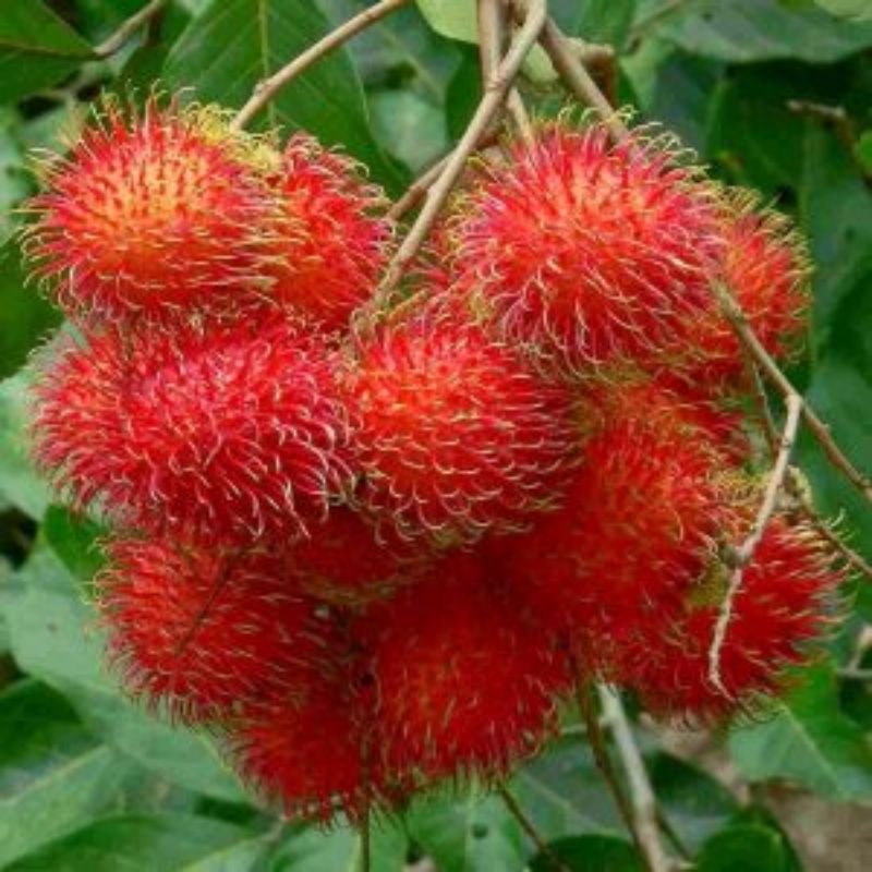 BIBIT BUAH RAMBUTAN BINJAY.BIBIT BUAH.JUAL BIBIT BUAH MURAH