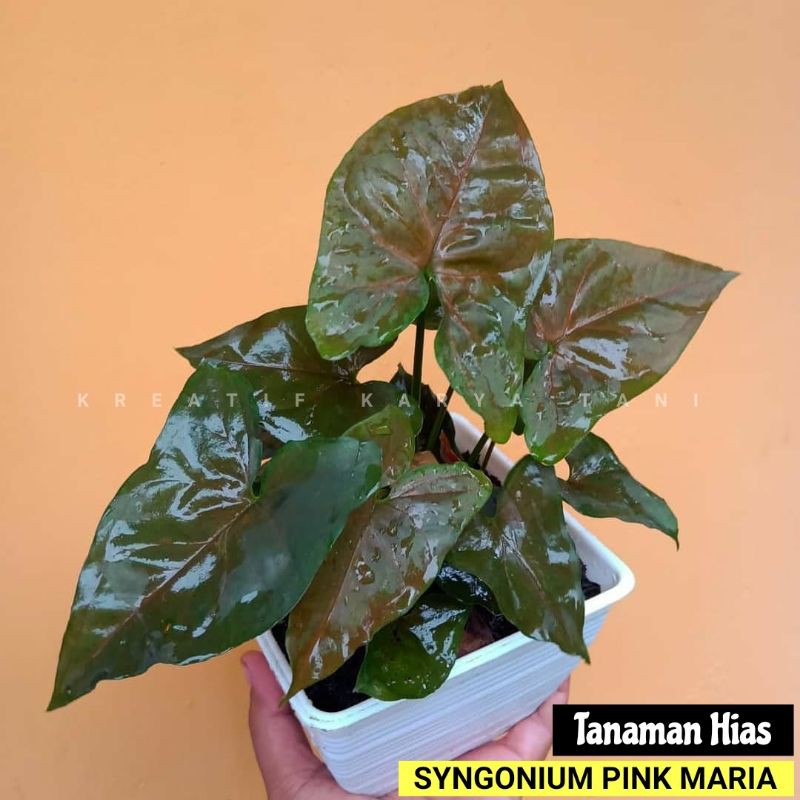 Syngonium Maria - Tanaman hias syngonium maria