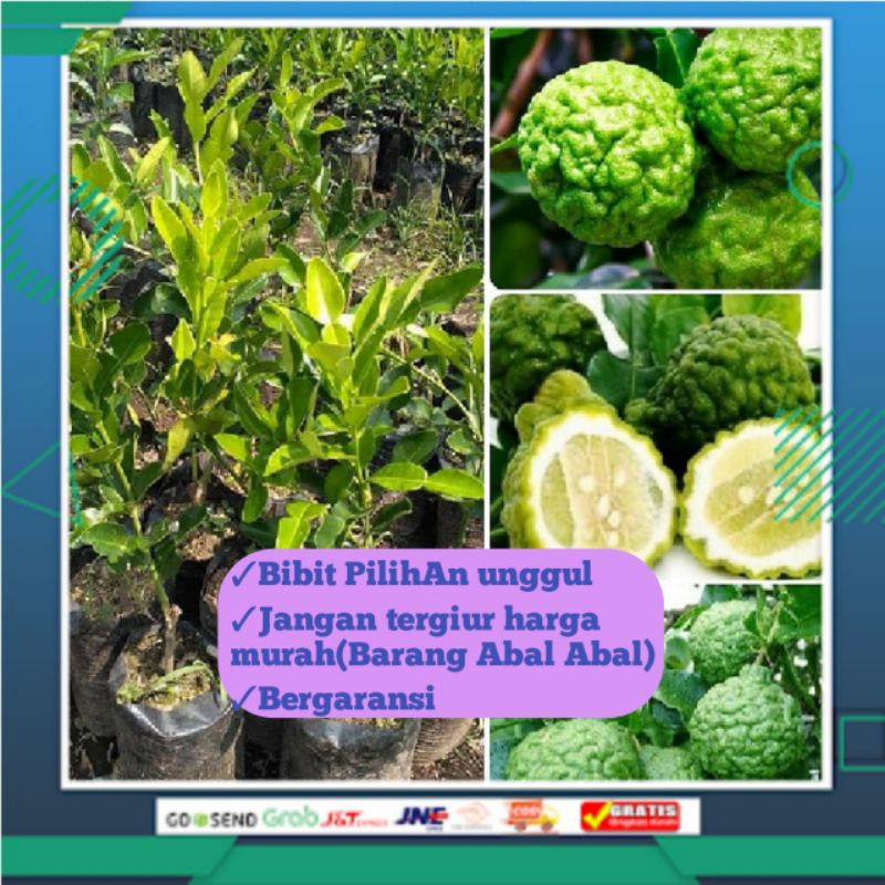Jual Bibit Jeruk Purut Asli Okulasi Besar Bumbu Masak Tanaman Jeruk