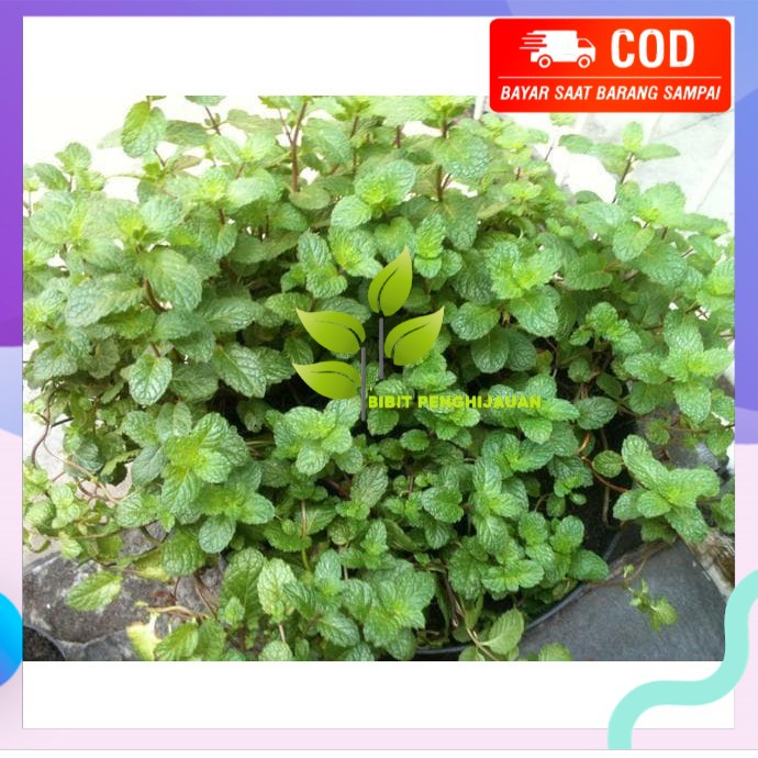 &amp;*^ Tanaman Daun Mint (Peppermint) - Bibit Tanaman Hias Obat Herbal