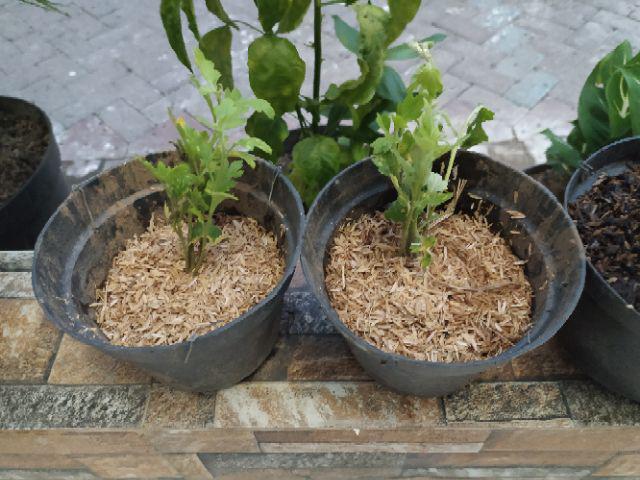 Polybag Plastik Isi 100