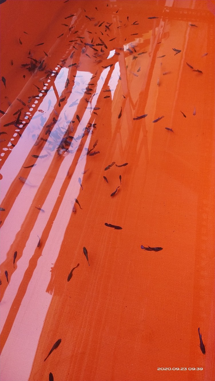 Terpal Kolam Mini  (130x50x30cm) Tipe A12 Korea