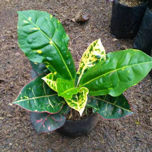 Tanaman hias puring kura - tanaman pot puring kura-kura