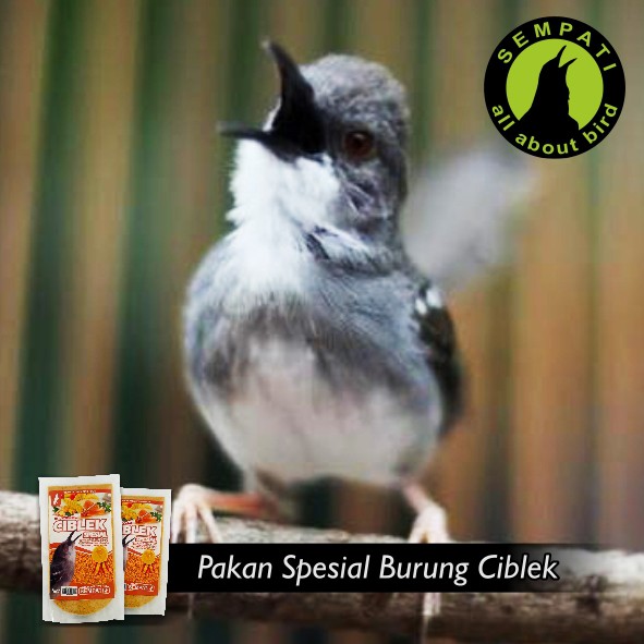Pakan Burung Ciblek Spesial Sempati Shopee Indonesia