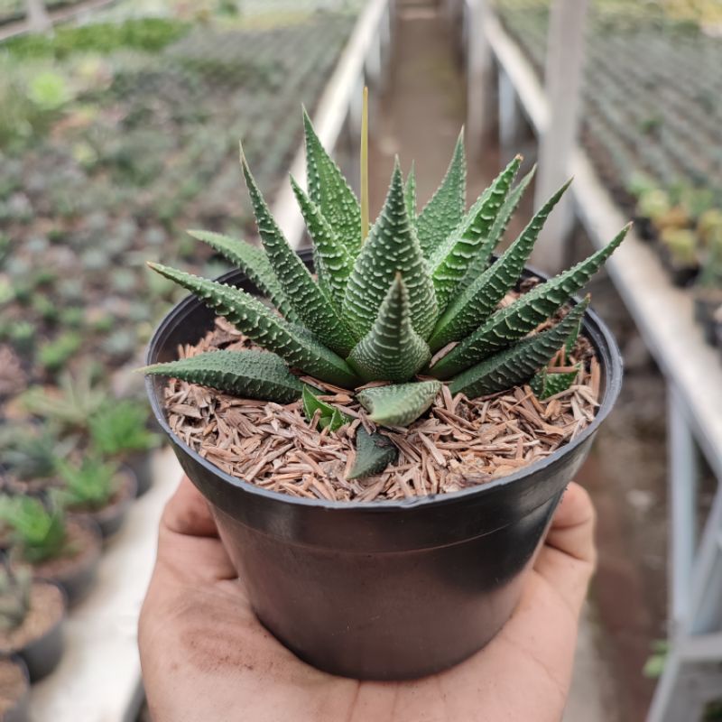 Haworthia | DP 10cm