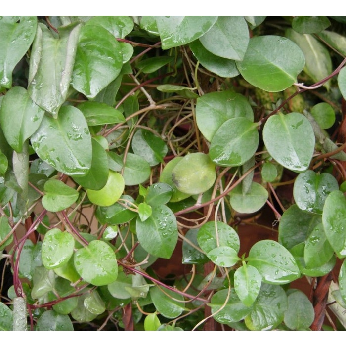 

Binahong Leaves Powder 50G/Daun Binahong