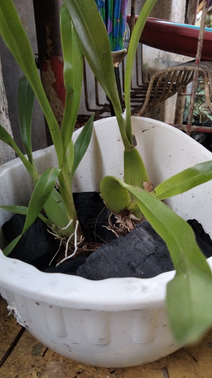 Oncidium Golden Sower