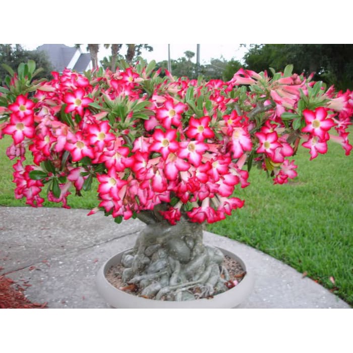 

Unik Bibit Benih Seeds Bunga Adenium Obesum Mix Flower Murah