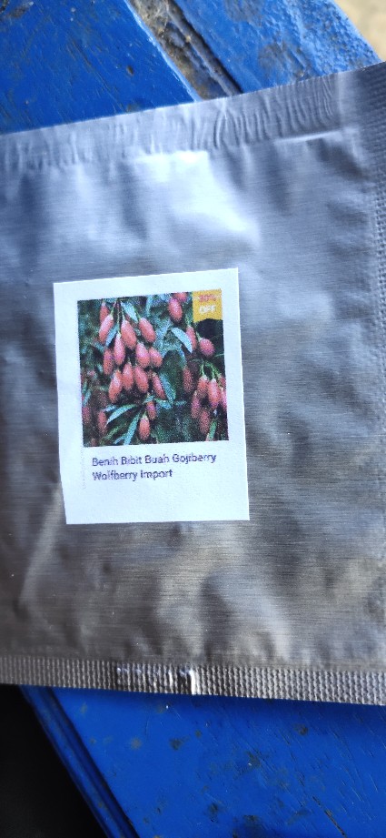 Benih Bibit Buah Gojiberry Wolfberry Import