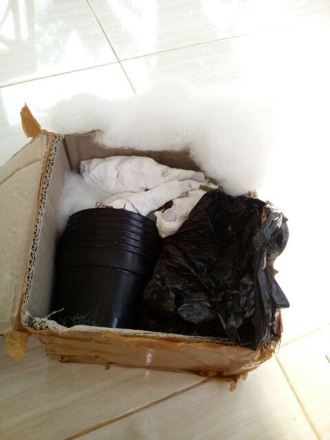 Sukulen Murah Dan Hemat Dengan Berbagai Macam Variant Sudah Termasuk Pot 10cm