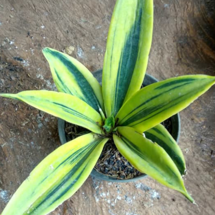 tanaman hias sansivera gold flame-sansivera flame