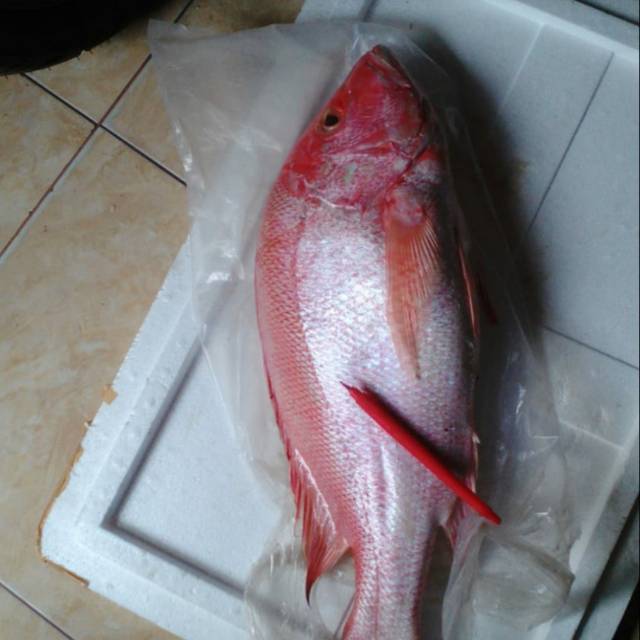 Ikan kakap merah segar ikan kakap merah murah swalayan murah Jakarta