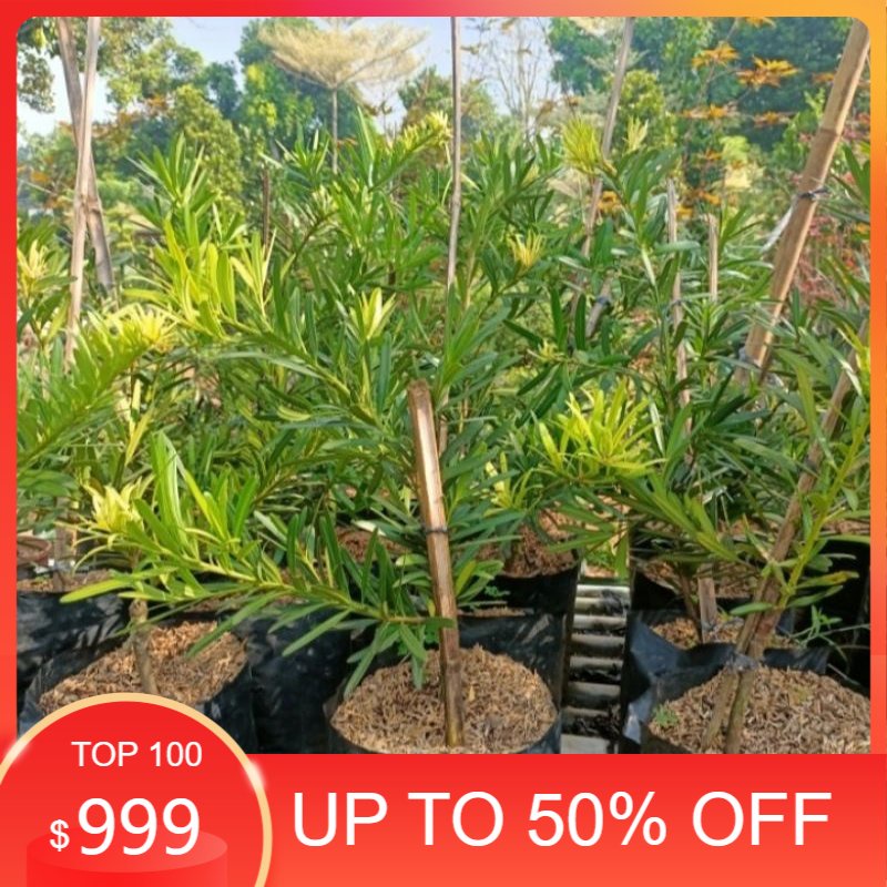 bibit bonsai lohansung pucuk kuning