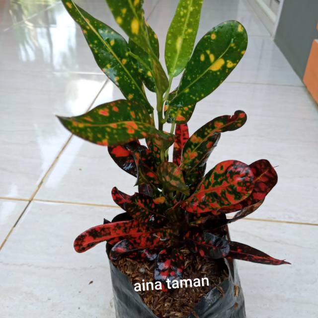 POHON PURING TERI DAUN MERAH-tanaman puring teri daun merah
