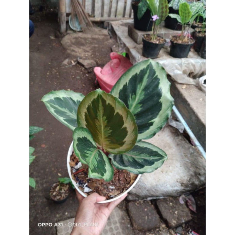 

calathea khusus