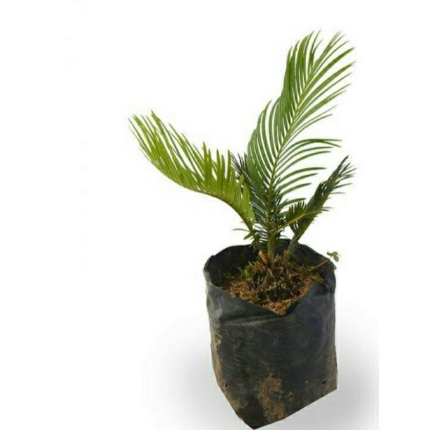 tanaman sikas / mawar jambe