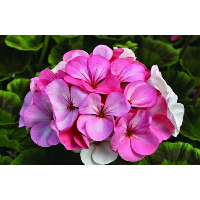 TANAMAN HIAS GRANIUM WARNA RANDOM |COD| TAMAMAN HIAS HIDUP MURAH