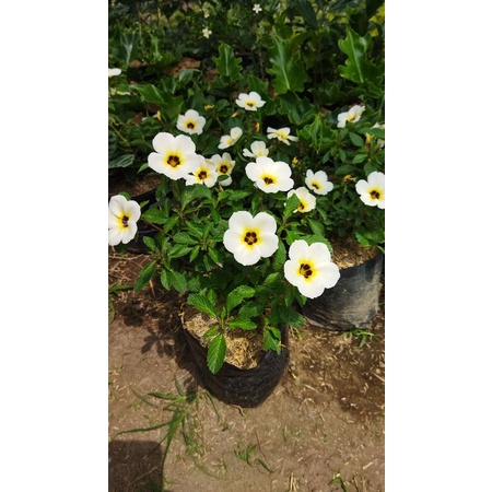 BUNGA YOLANDA PUTIH (Myosurus L. Ranunculus) - Grosir Yolanda / Tanaman Hias Yolanda / Bibit Bunga Yolanda