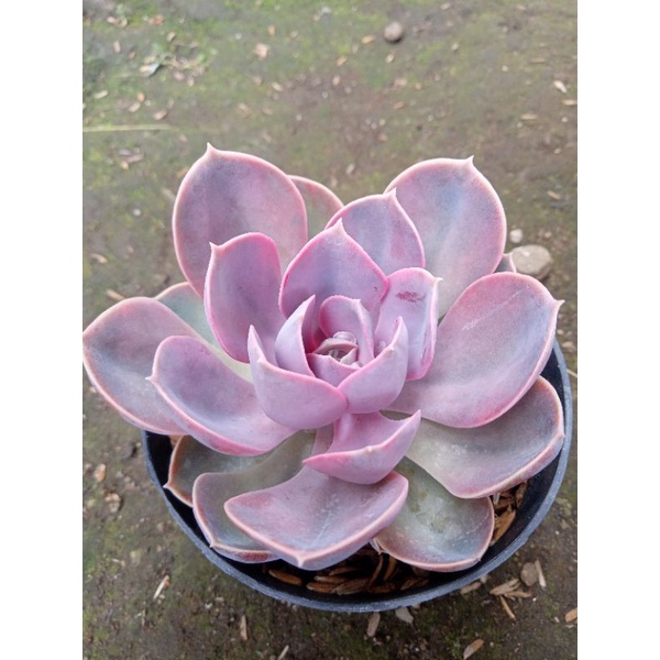 sekulen perle rainbow freepot medium