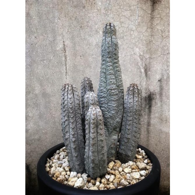 Kaktus Euphorbia Abdelkuri Cactus