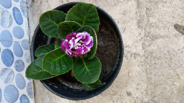Tanaman Hias - Bibit Bunga Gloxinia